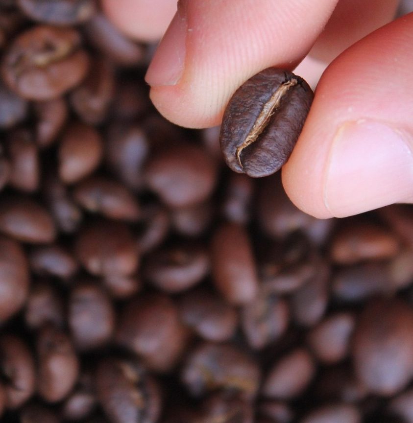 Freshly roasted coffee beans